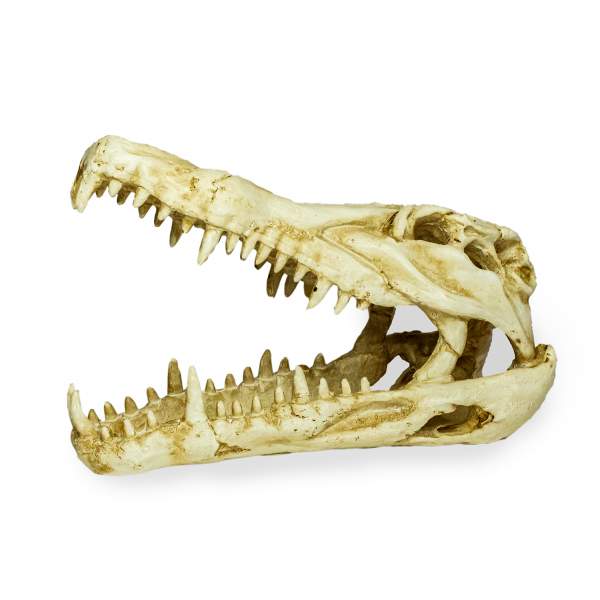Preview: Lucky Reptile Deco Skull Krokodil